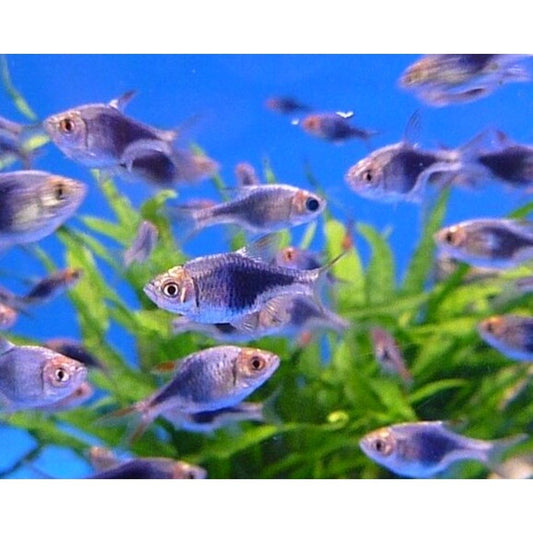 Purple Harlequin Rasbora (Trigonostigma heteromorpha) - Live Fish