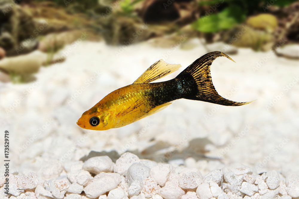 Golden Panda Lyretail Molly (Poecilia sphenops) - Live Fish