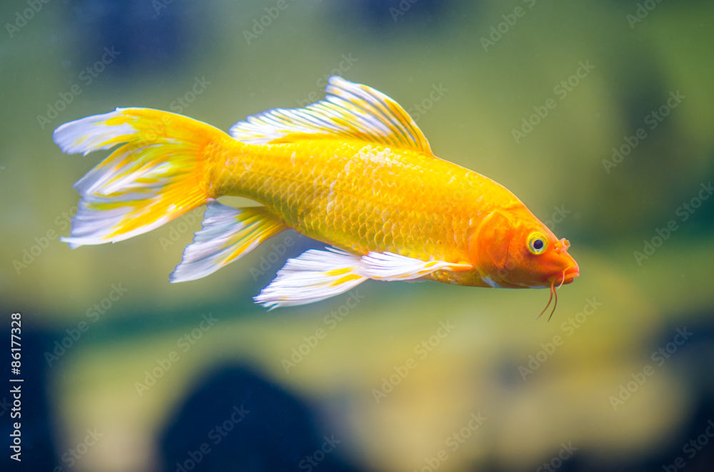 Butterfly Koi 2-3 inch