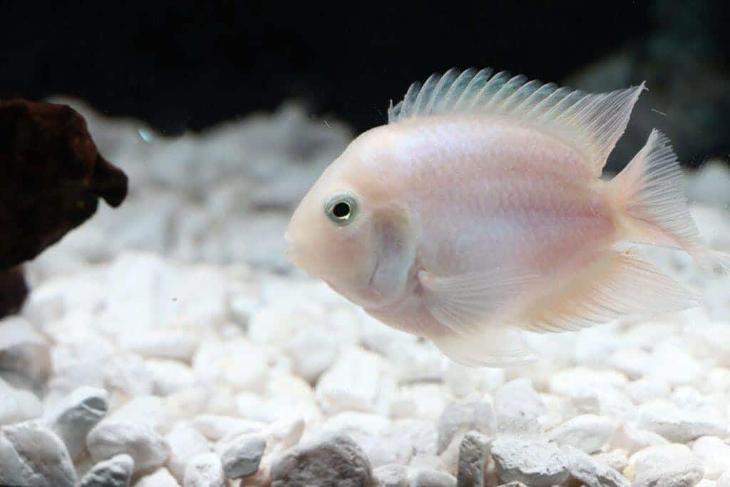 Polar Ice Parrot Cichlid (Cichlasoma sp. var) - Live Fish