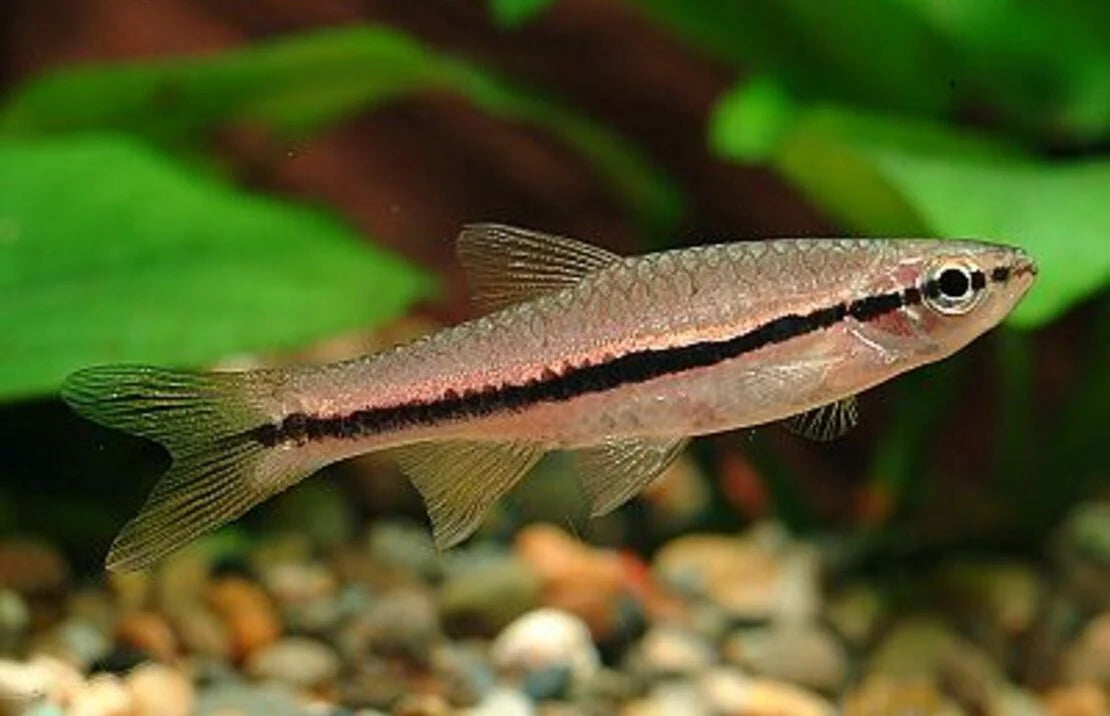 Brilliant Rasbora (Rasbora Einthovenii) - Live Fish