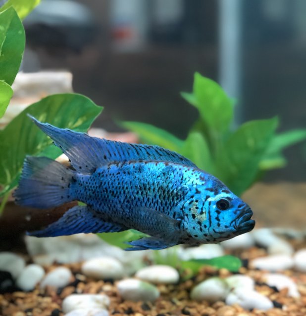 Electric Blue Jack Dempsey (Rocio octofasciata) - Live Fish