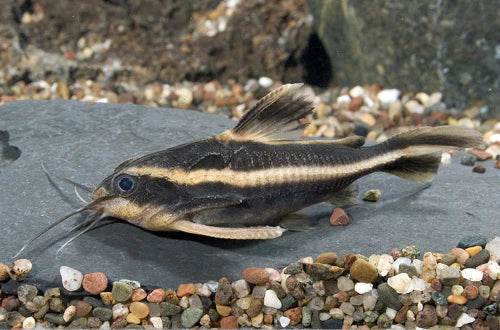 Striped Raphael Catfish (Platydoras armatulus) - Live Fish