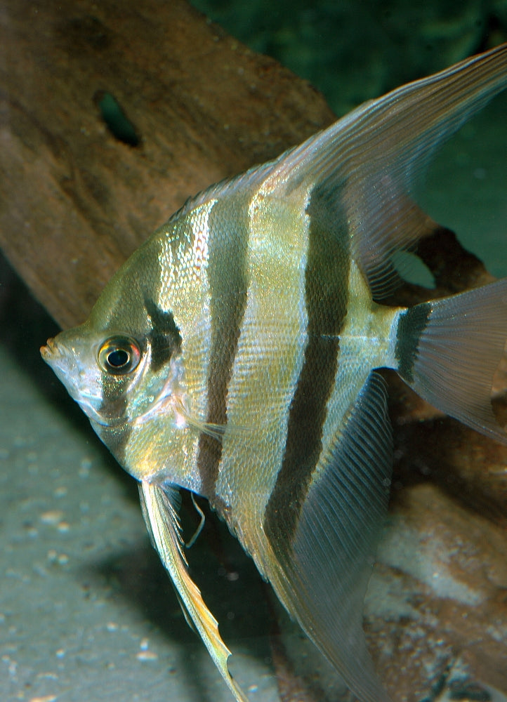 Leopold’s Wild Angelfish (Pterophyllum leopoldi) -Live Fish
