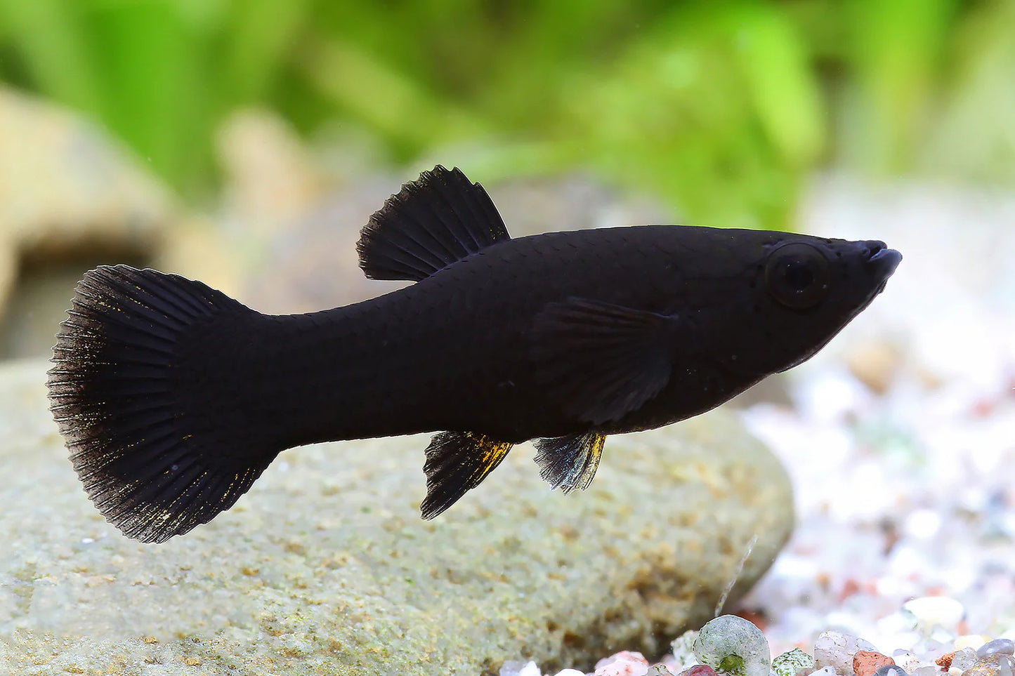 Black Molly (Poecilia sphenops) - Live Fish