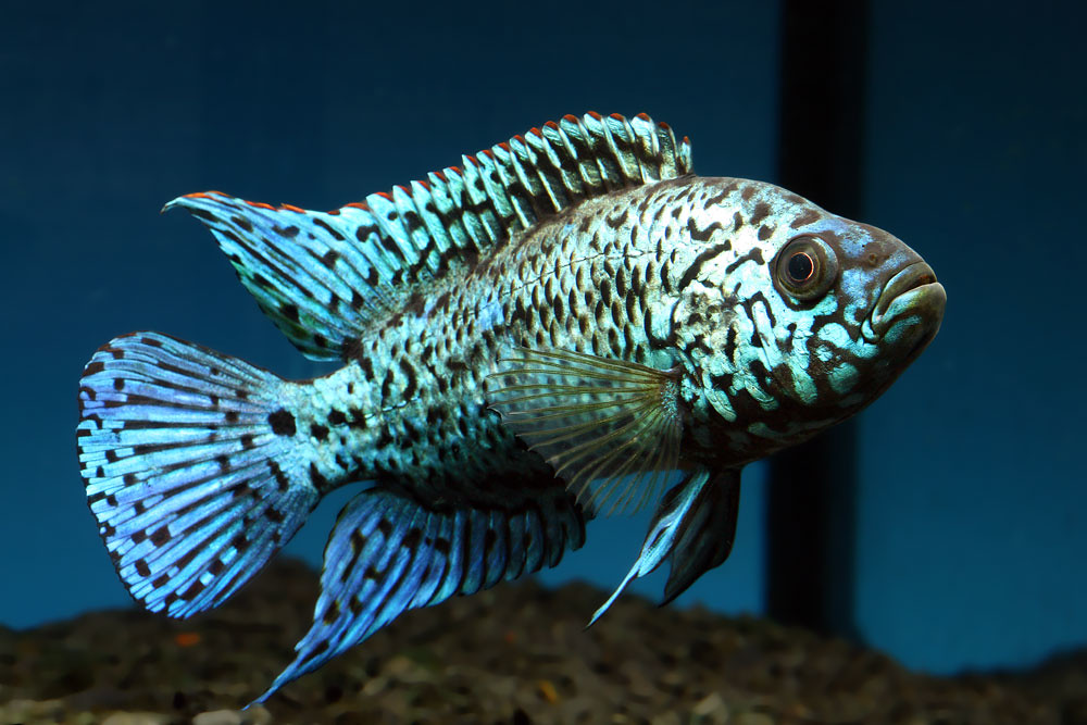 Electric Blue Jack Dempsey (Rocio octofasciata) - Live Fish