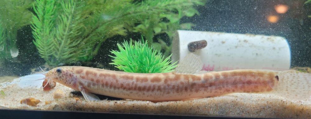 Dojo Loach (Misgurnus anguillicaudatus) - Live Fish