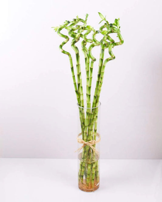 Root - Bamboo Curly