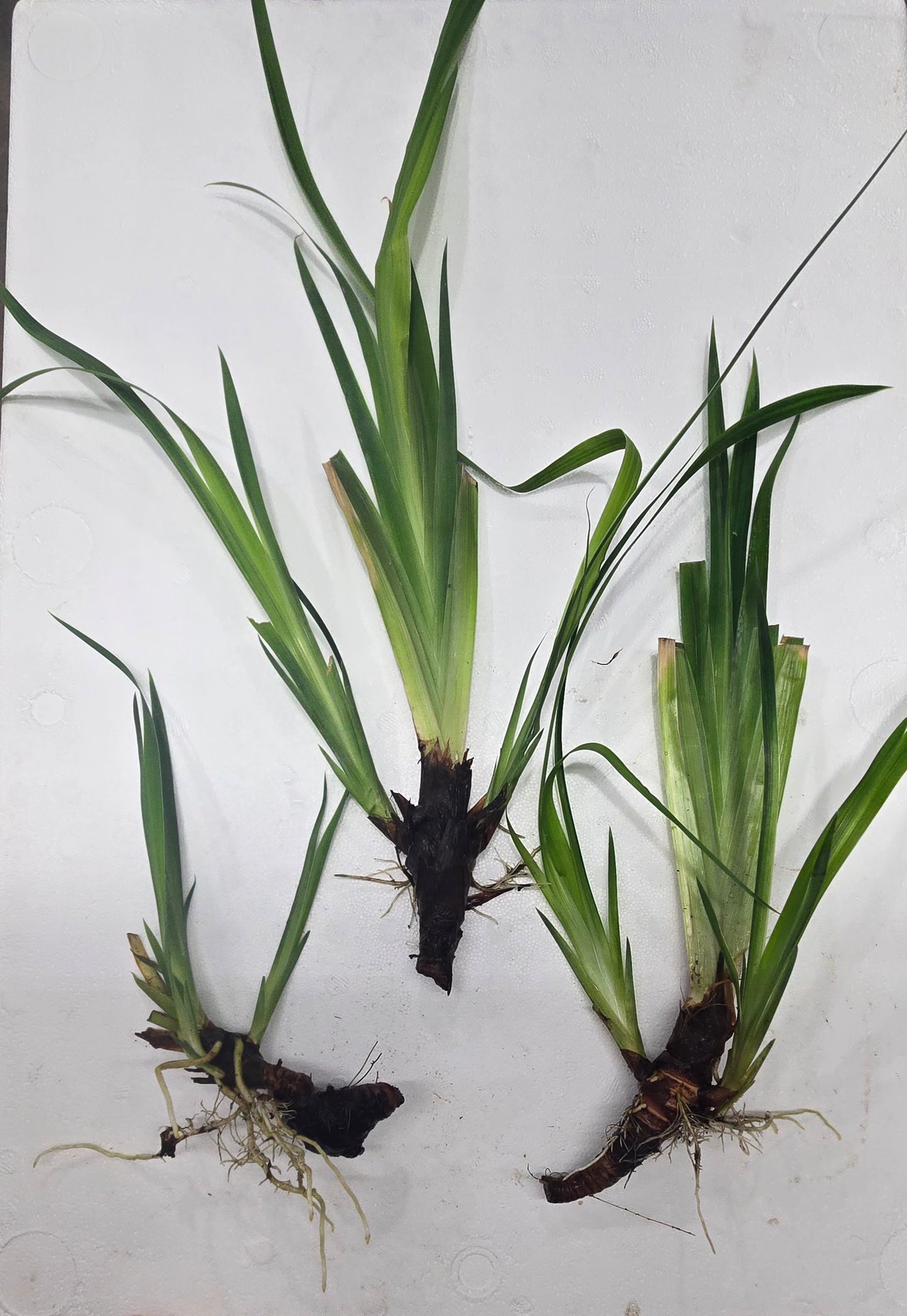Water Iris, 3 pack, bare root aquatic plant (Iris laevigata)