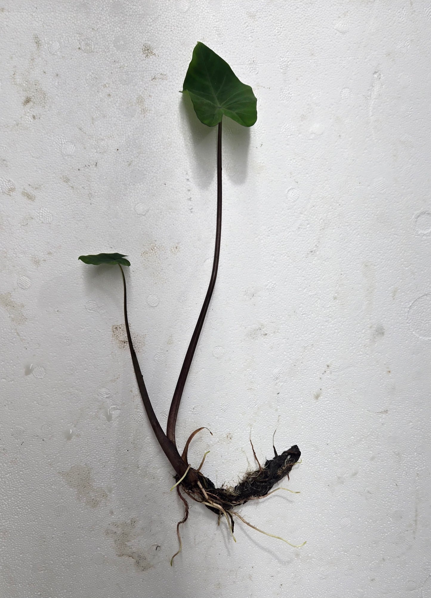 Taro, 2 pack, bare root aquatic plant (Colocasia esculenta)