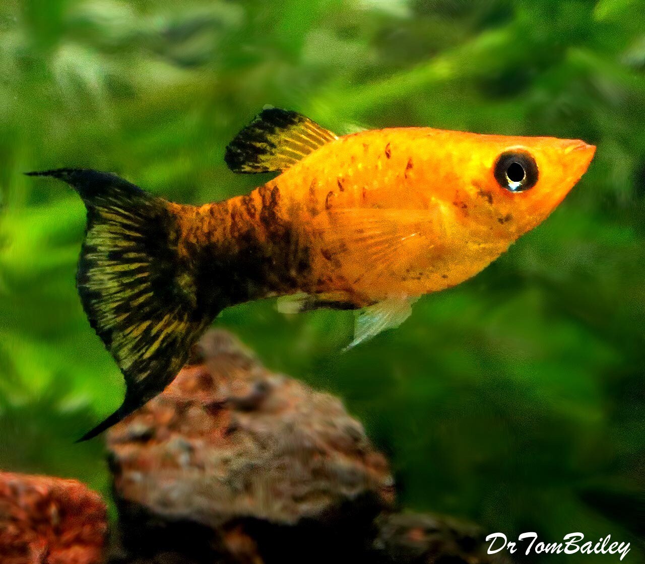 Golden Panda Lyretail Molly (Poecilia sphenops) - Live Fish