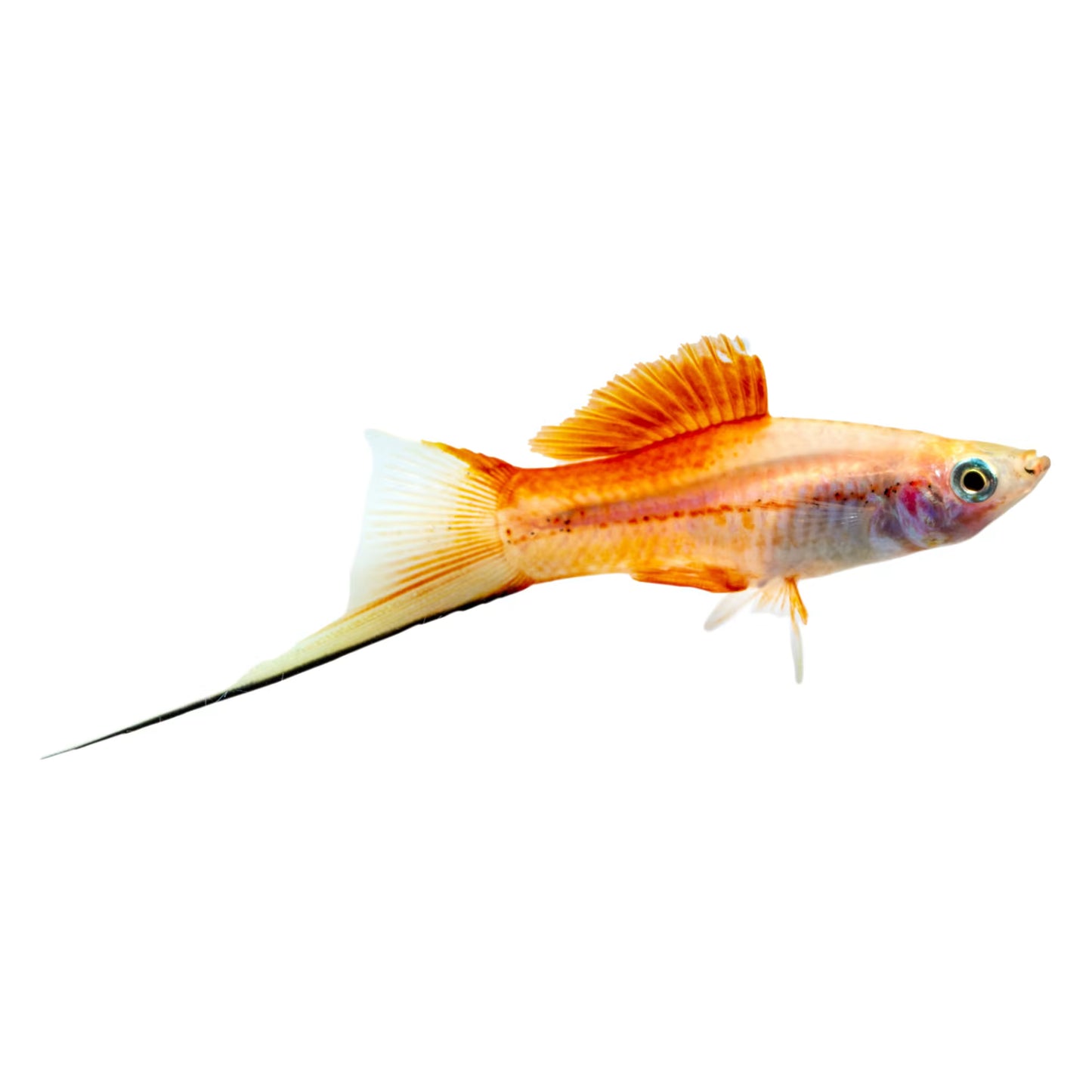 Pineapple Swordtail (Xiphophorus hellerii) - Live Fish