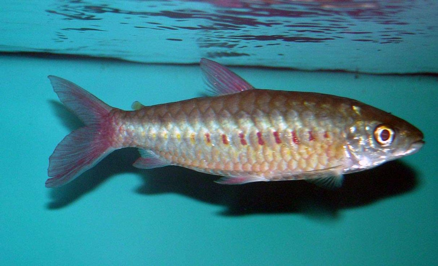 Pinktail Chalceus