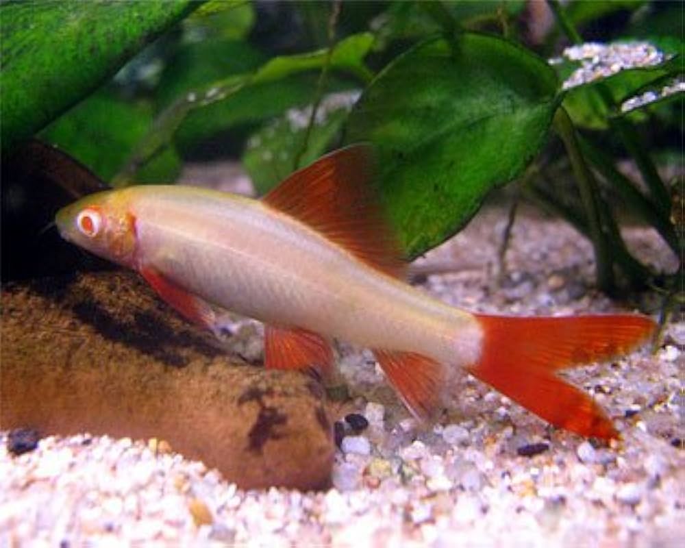 Albino Rainbow Shark (Epalzeorhynchos frenatum) - 2" - Live Fish