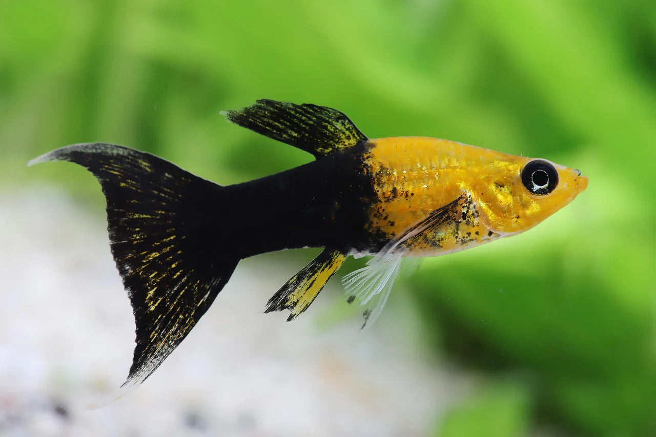 Golden Panda Lyretail Molly (Poecilia sphenops) - Live Fish