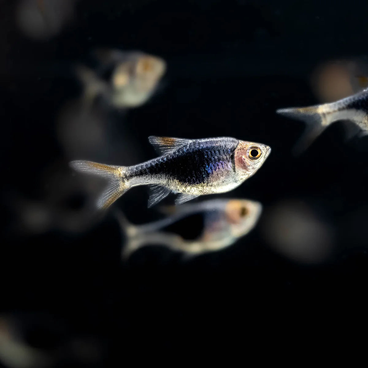 Purple Harlequin Rasbora (Trigonostigma heteromorpha) - Live Fish
