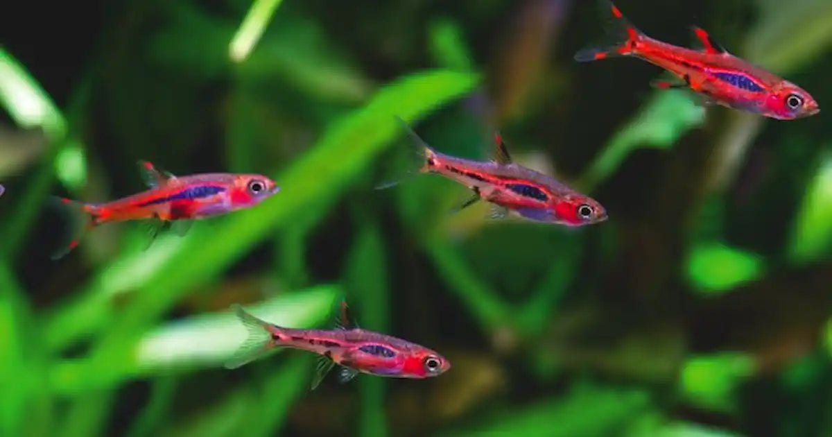 Boraras Rasbora
