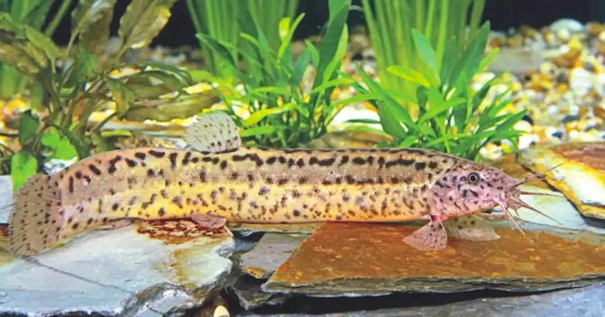 Dojo Loach (Misgurnus anguillicaudatus) - Live Fish