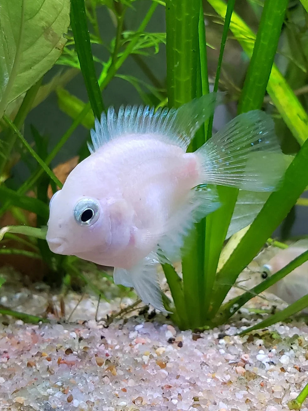 Polar Ice Parrot Cichlid (Cichlasoma sp. var) - Live Fish