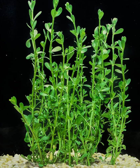 Bunch - Bacopa