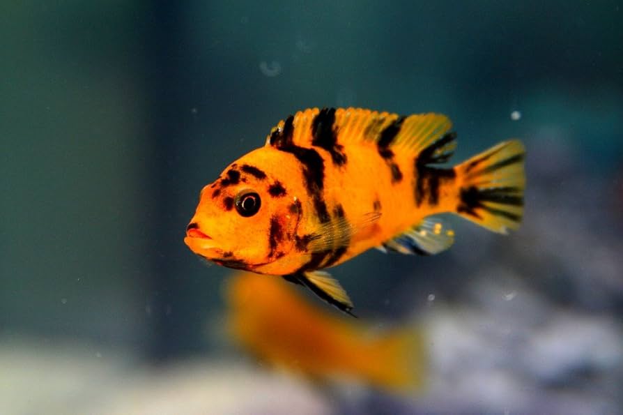 Orange Blotch Red Zebra Cichlid (Metriaclima estherae) - Live Fish