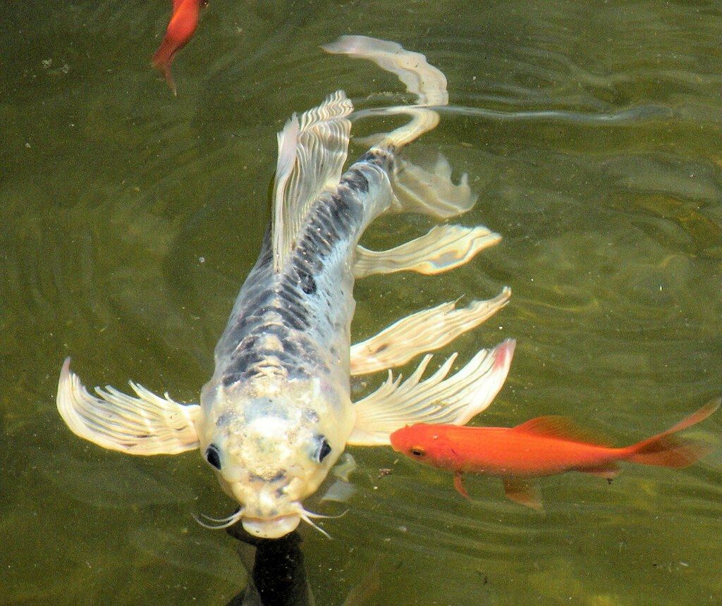 Butterfly Koi 2-3 inch