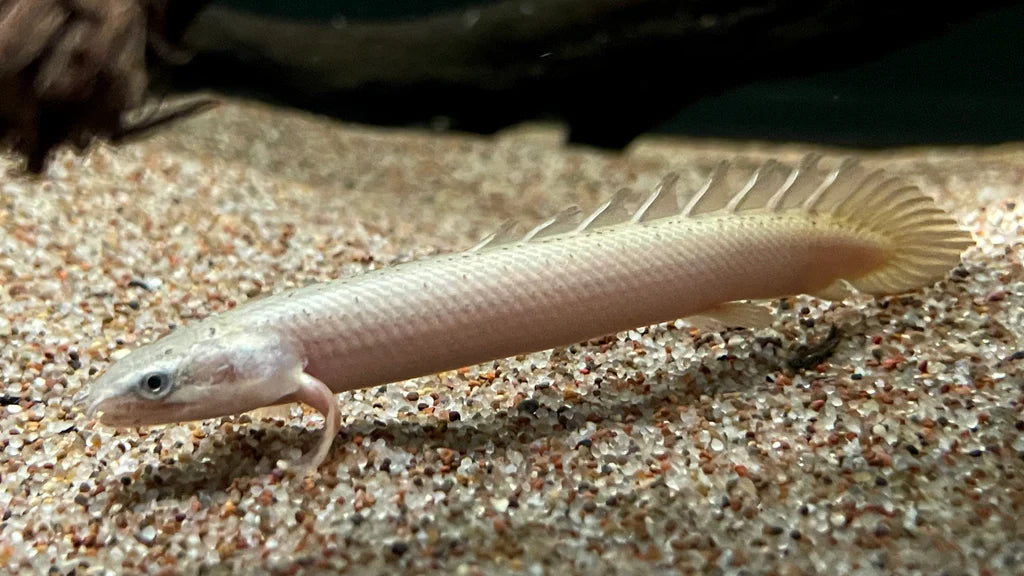 Polypterus Senegalus