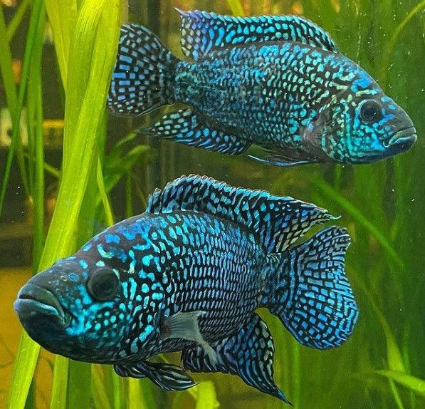 Electric Blue Jack Dempsey (Rocio octofasciata) - Live Fish