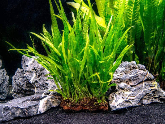 Root - Fern Java