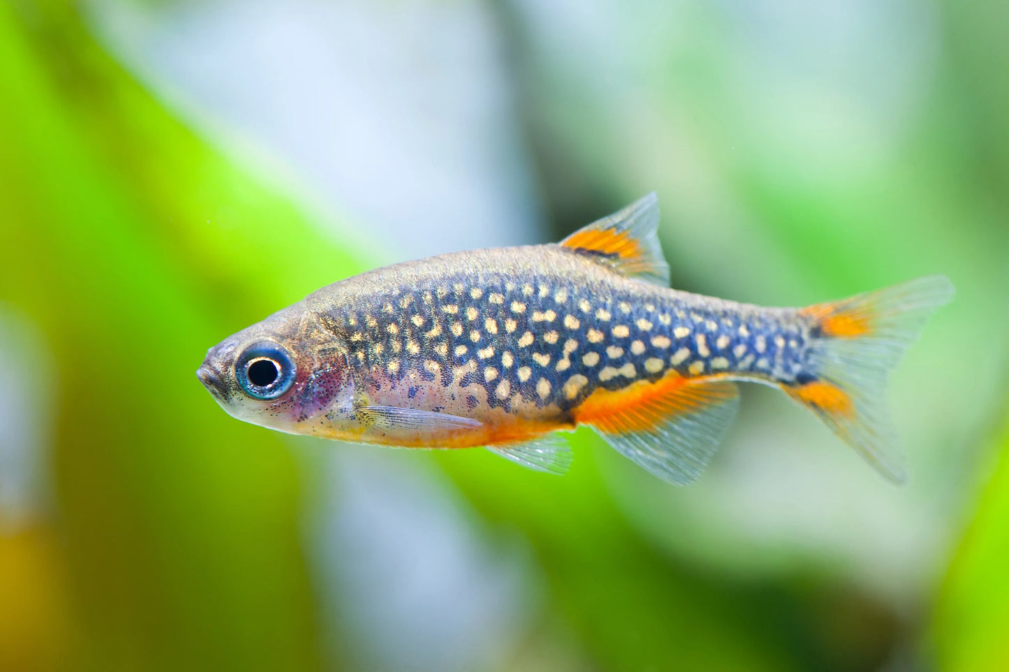 Galaxy Rasbora (Danio margaritatus) - Live Fish