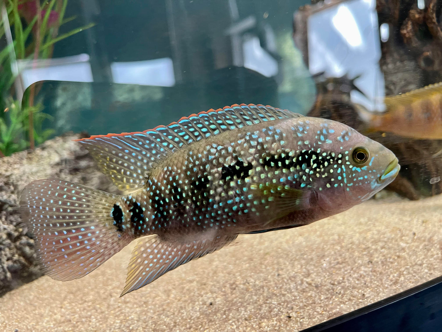 Jack Dempsey Cichlid (Rocio octofasciata) - Live Fish