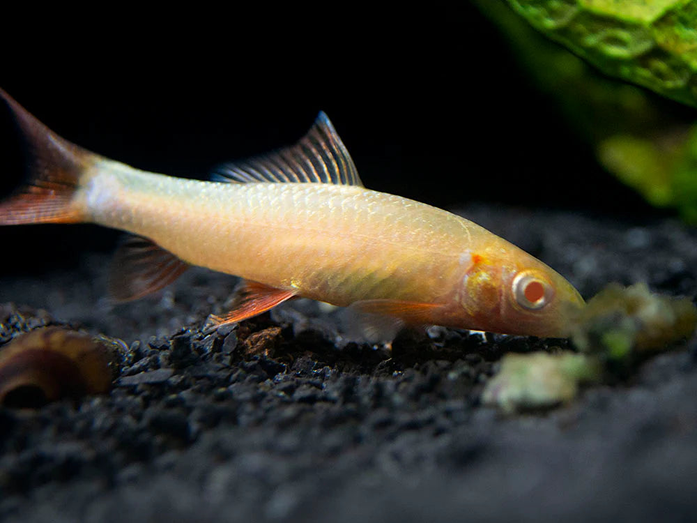 Albino Rainbow Shark (Epalzeorhynchos frenatum) - 2" - Live Fish