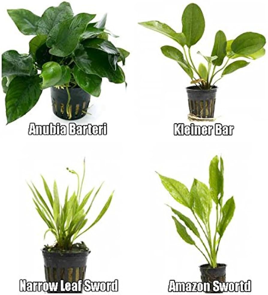 Potted - Plants Assorted