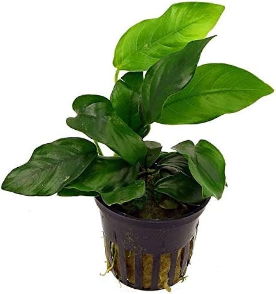 Potted - Plants Assorted