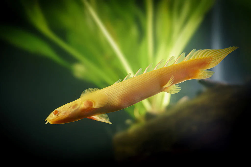 Polypterus Senegalus