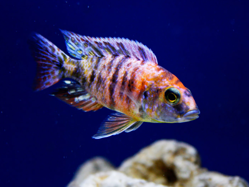 Orange Blotch Red Zebra Cichlid (Metriaclima estherae) - Live Fish