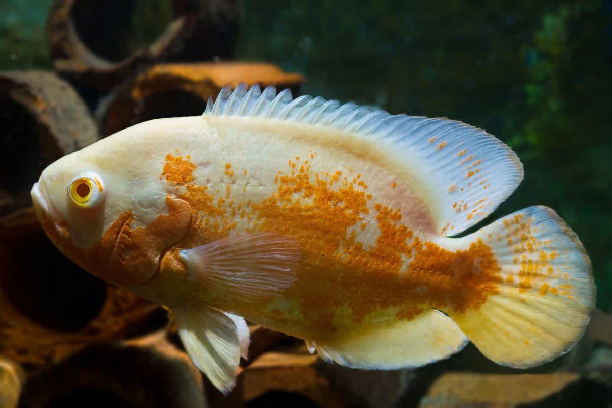 Albino Tiger Oscar Cichlid (Astronotus ocellatus) - 1"-2" - Live Fish
