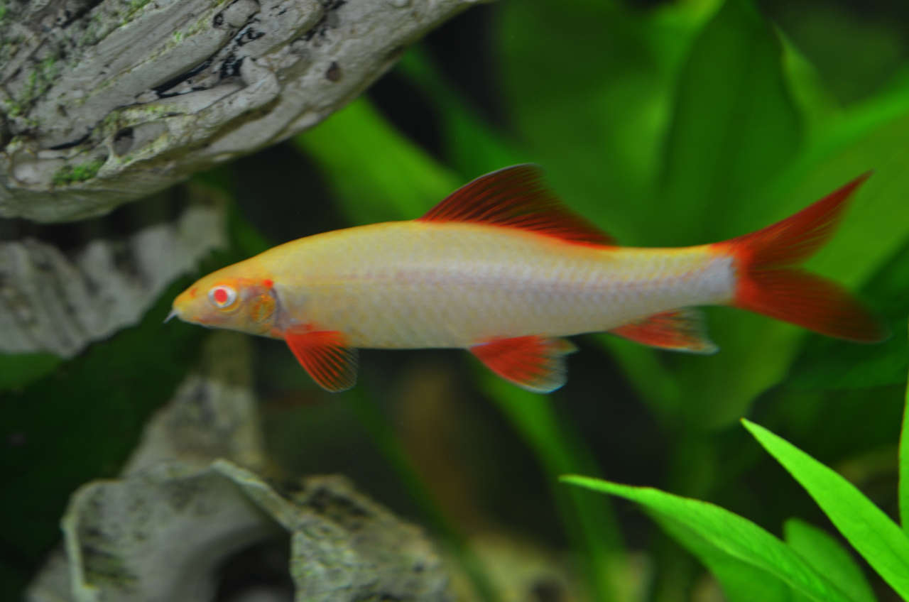 Albino Rainbow Shark (Epalzeorhynchos frenatum) - 2" - Live Fish
