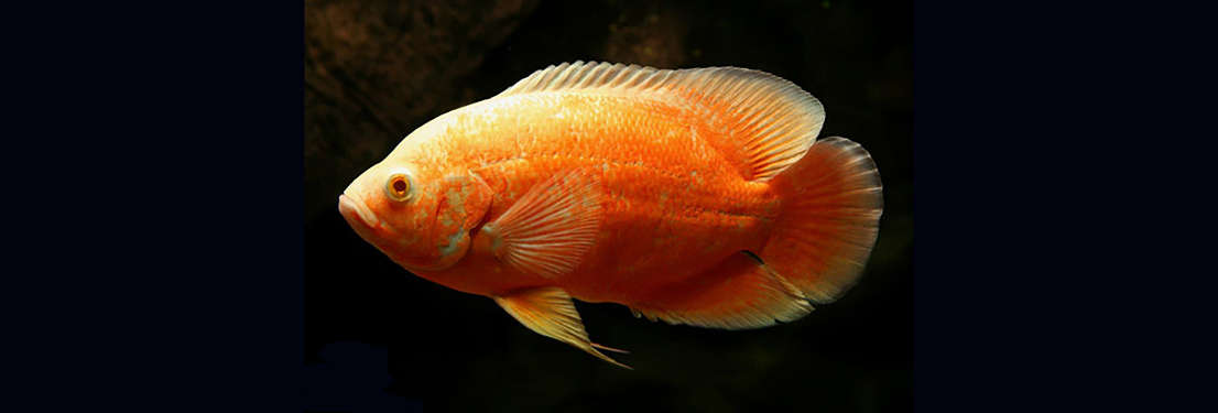 Regular Albino Red Oscar Cichlid (Astronotus ocellatus) - 1"-2" - Live Fish