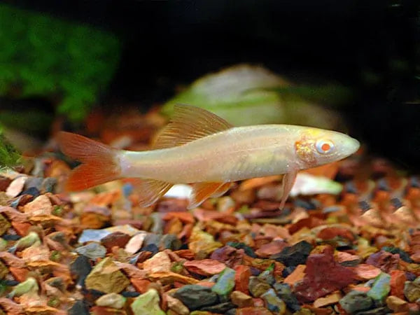 Albino Rainbow Shark (Epalzeorhynchos frenatum) - 2" - Live Fish