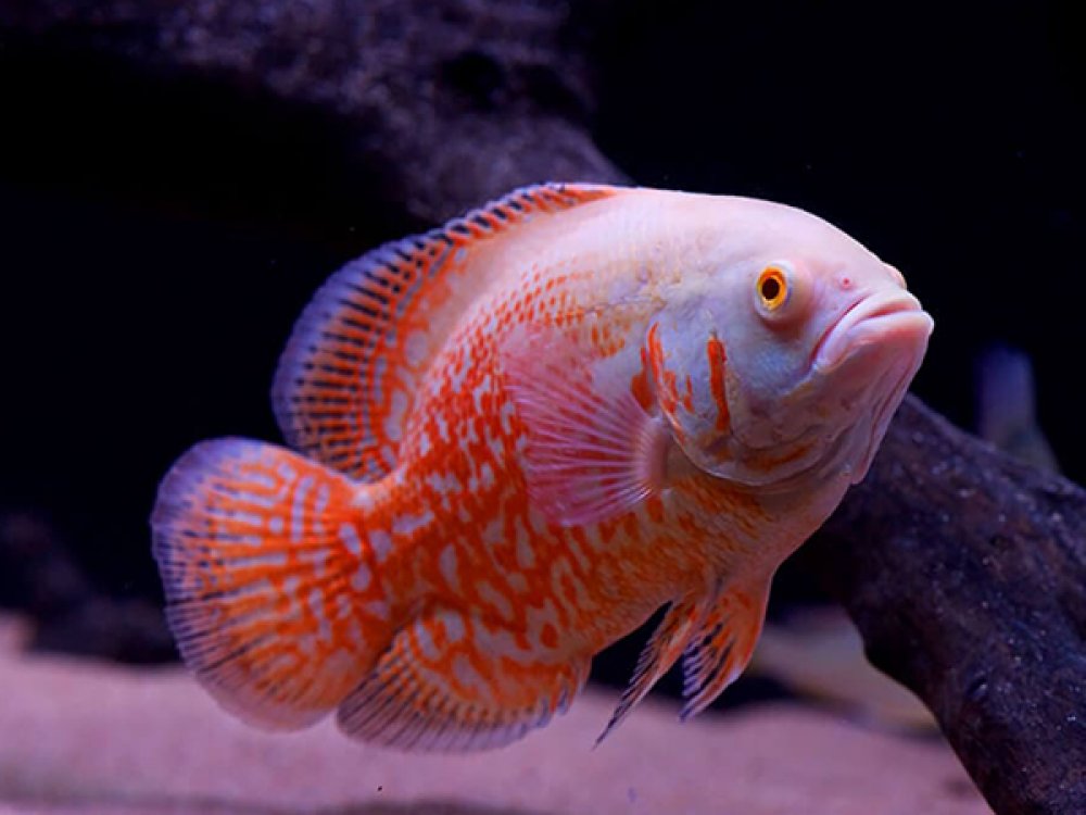 Albino Tiger Oscar Cichlid (Astronotus ocellatus) - 1"-2" - Live Fish