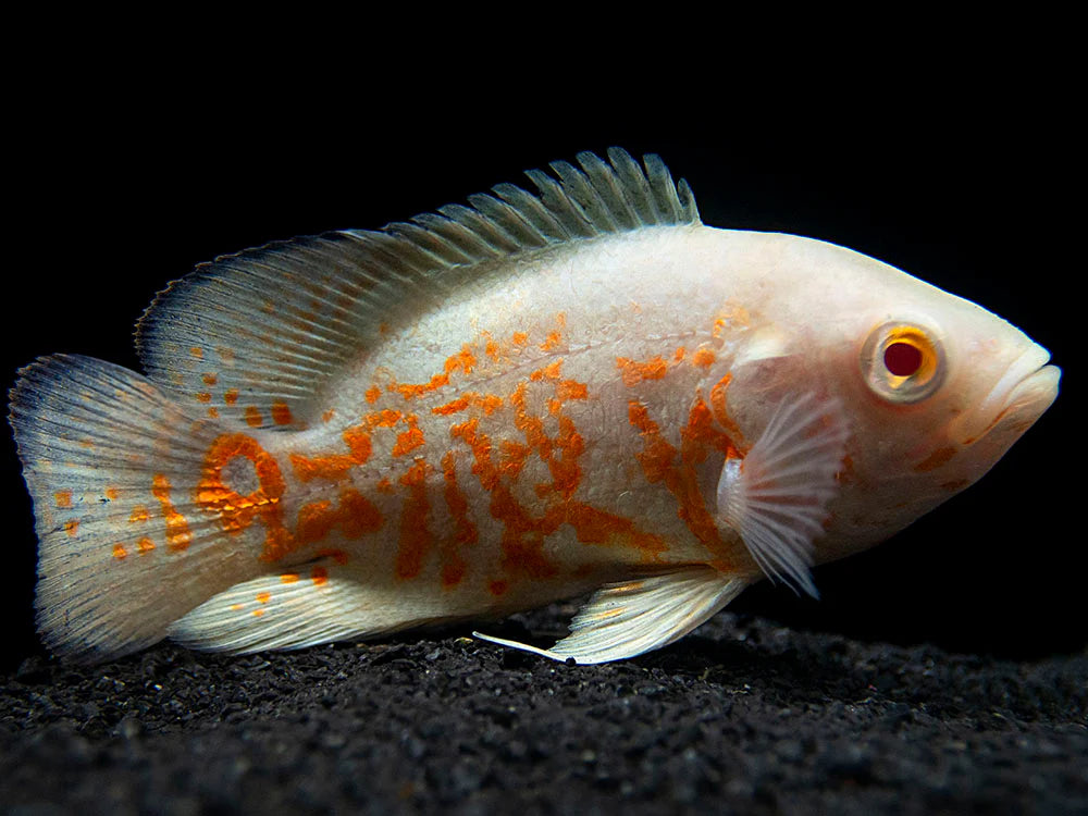 Albino Tiger Oscar Cichlid (Astronotus ocellatus) - 1"-2" - Live Fish