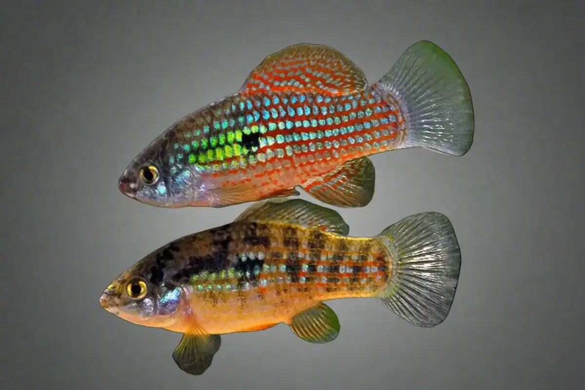 Flagfish Killifish (Jordanella floridae) - Live Fish