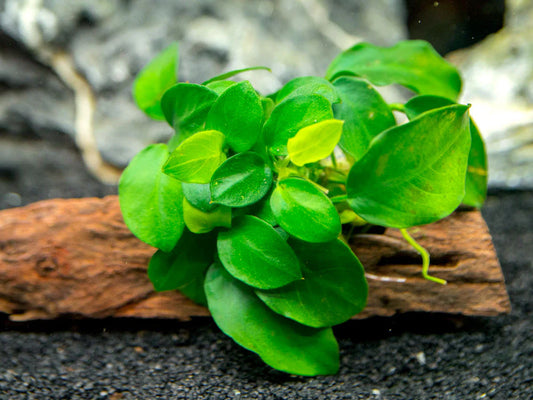 Driftwood Anubias Nana