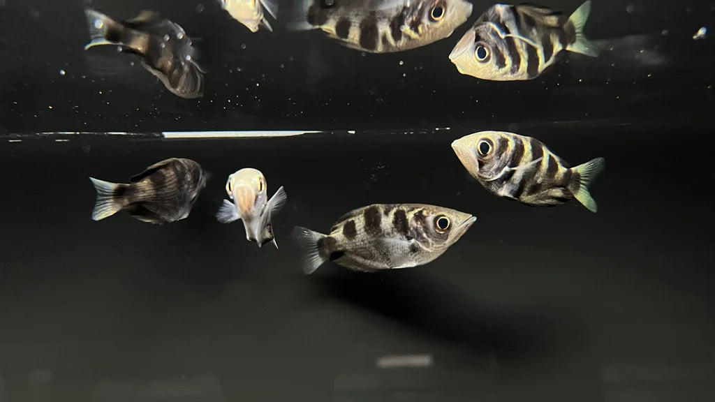 Golden Archer Fish (Toxotes blythii or Toxotes chatareus)