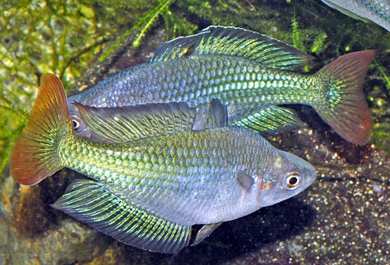 Australian Rainbowfish (Melanotaenia fluviatilis) - Live Fish
