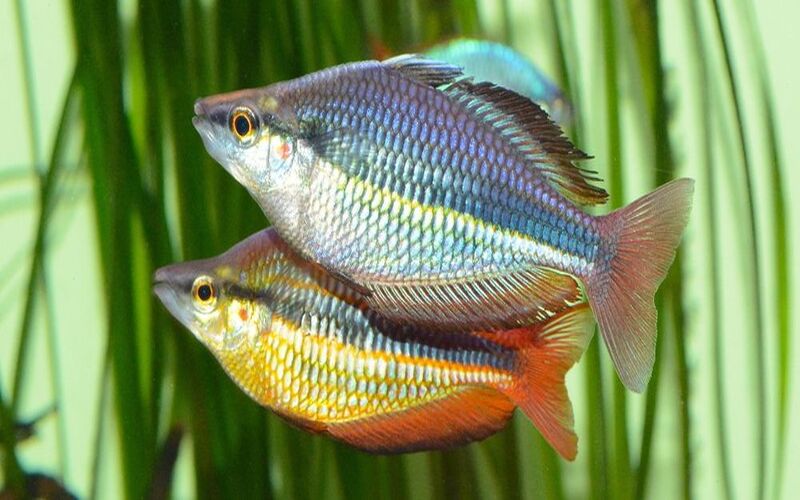 Australian Rainbowfish (Melanotaenia fluviatilis) - Live Fish
