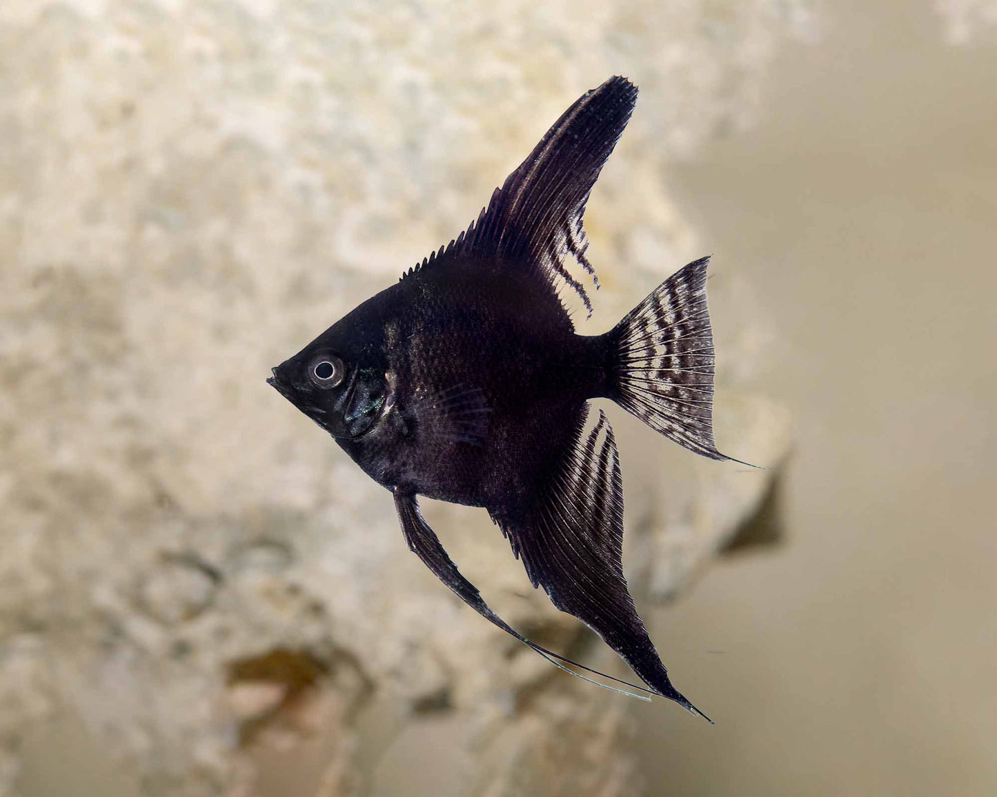 Black Angelfish, small (Pterophyllum scalare) -Live Fish