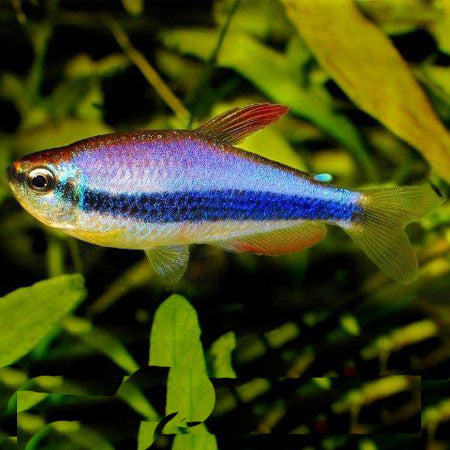Blue Emperor Tetra (Inpaichthys kerri)- Live Fish