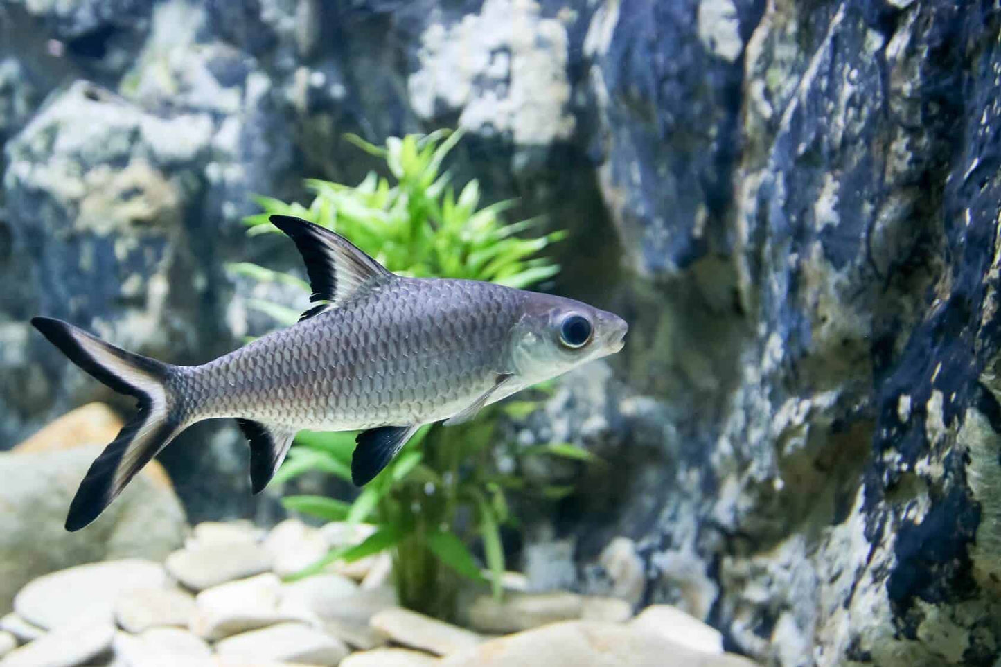 Silver Bala Shark (Balantiocheilos melanopterus) - Live Fish